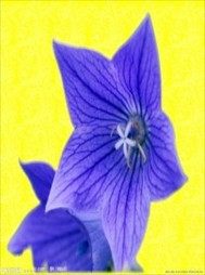 不可能的語言小說