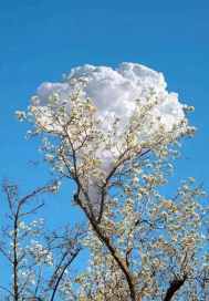 瘋狂的愛戀小說