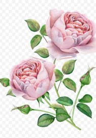 兩生花開 終小說