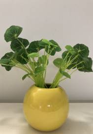 明月照花港小說