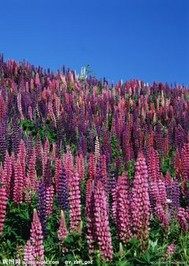 歐石楠之最遙遠的距離小說