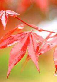 一片凋零的紅色楓葉第二部 - 紅色楓葉吳永君小說